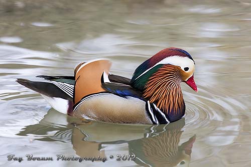 Mandarin Drake