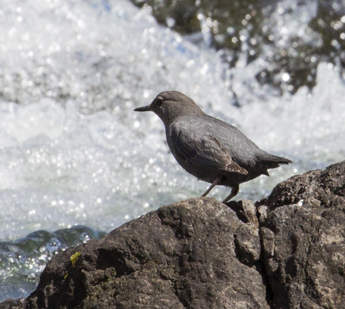 American Dipper on a rock overlooking Lehardys Rapids in Yellowstone National Park.