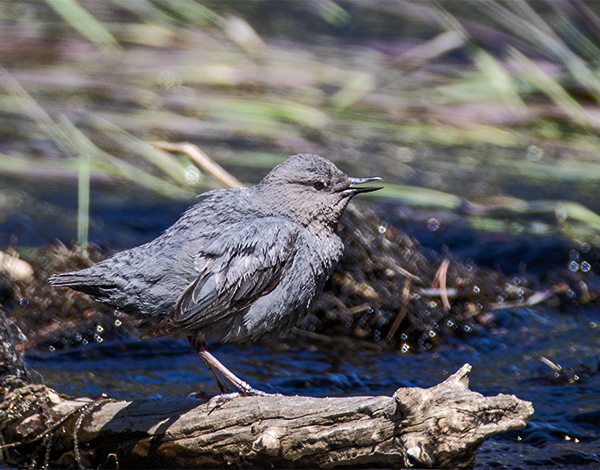 American Dipper on log in the Firehole River behind Old Faithful.