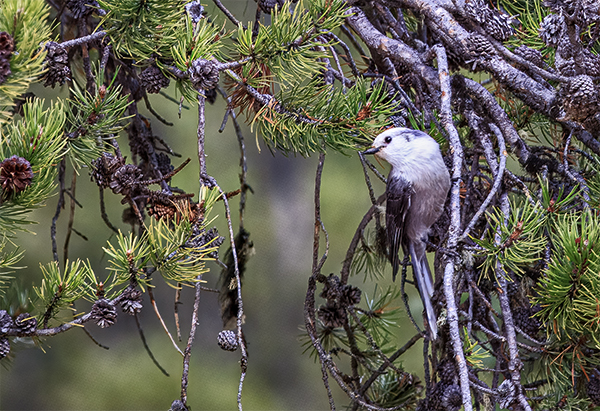 Canada Jay