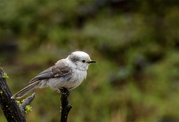 Canada Jay on dead stick looking out over the area.