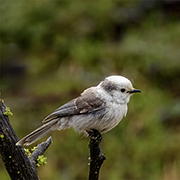 Canada Jay