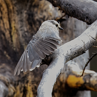 Canada Jay spreading its wings.