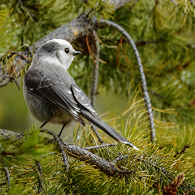 Canada Jay looking over its shoulder