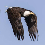 American Bald Eagle