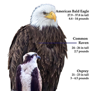 Compare Osprey vs Eagle