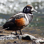 Harlequin Duck