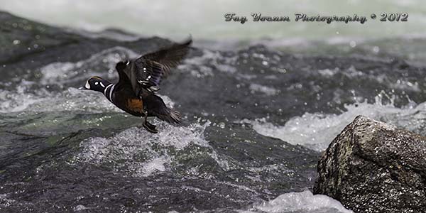 Harlequin Duck leaving from rock over the LeHardys Rapids.