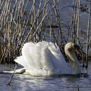 Mute Swan