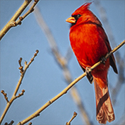 Northern Cardinal