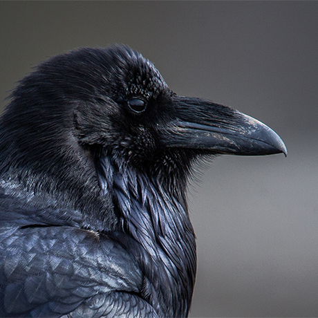 Common Raven