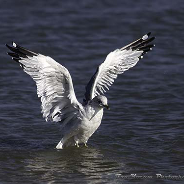 Ring-billed Gull lifting off from water.