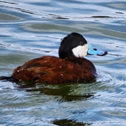 Ruddy Duck