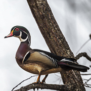 American Wood Duck