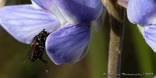 Fly on a flower.