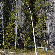 Brief History of Yellowstone