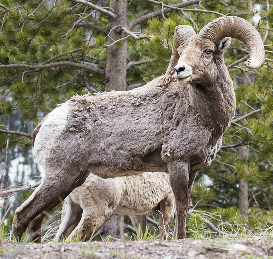 Ram herd of bighorn sheep