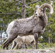 Bighorn Ram