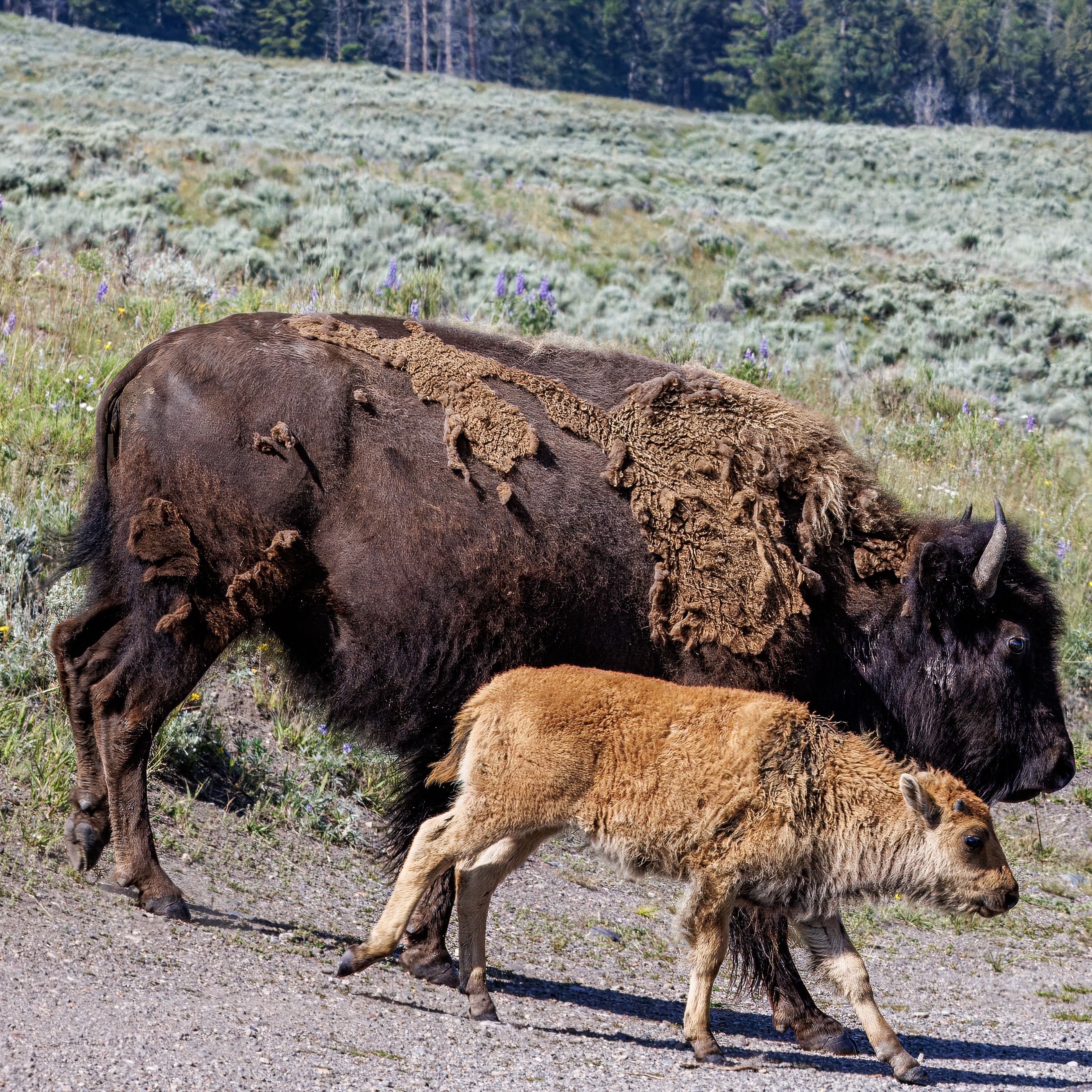 Bison