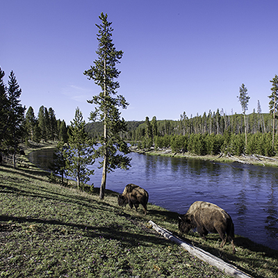 Two bison feeding by the Firehole River.X