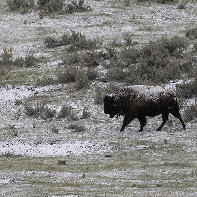 Bison crossing meadow with light dusting of snow on its back.