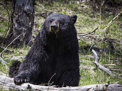 A very health black bear sunning itself.