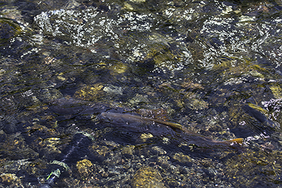 Cutthroat Trout swimming in a creek.