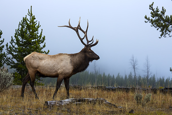 Majestic bull elk.