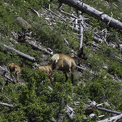 Elk cow on side of hill with twin fawns.