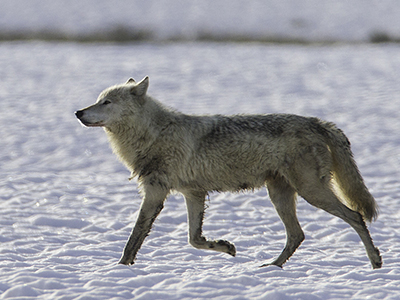 Canyou Pack alpha female wolf.