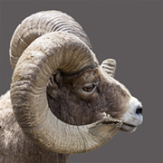 Close up of Bighorn Sheep ram's horns