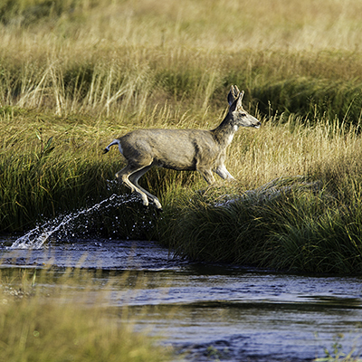 Mule deer jumping out of water with water trailing of hind legs.