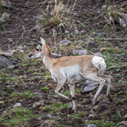 Pronghorn