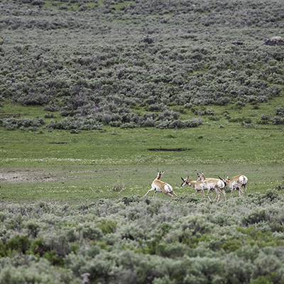 Small herd of Pronghorn reacting to something.