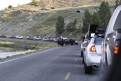 Small bison herd on the road causing a bison jam.