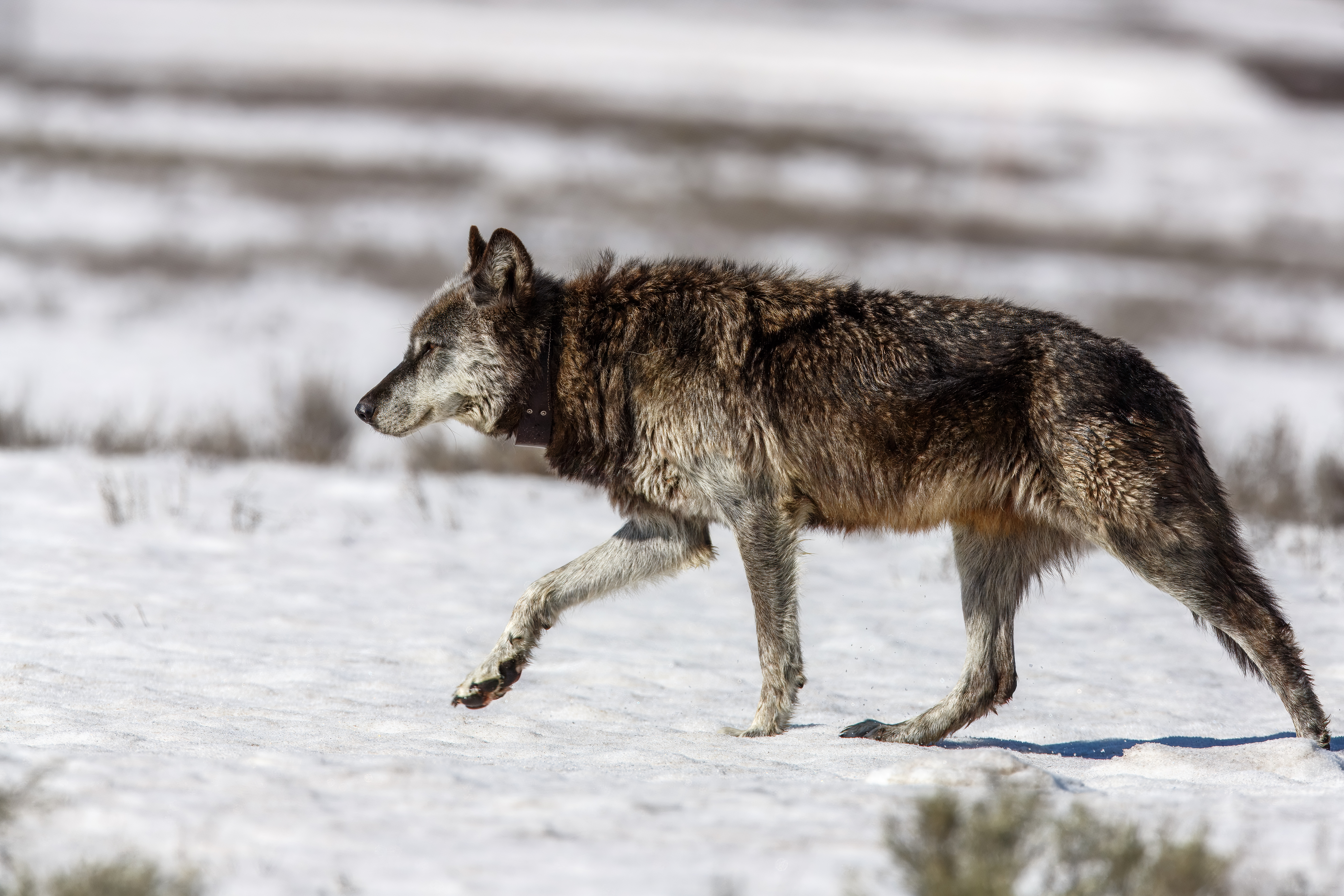 Wolf strolling across snow in Hyden Valley