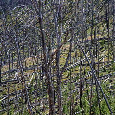 Fallen trees on hillside.