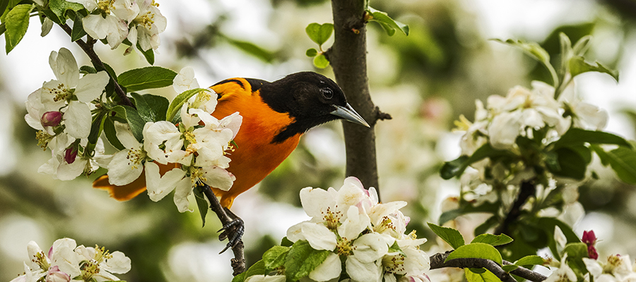 Baltimore Oriole male