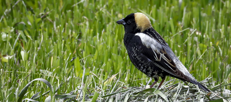 Bobolink.