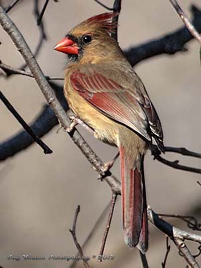 Female cardinal.