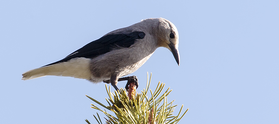 Clark's Nutcracker