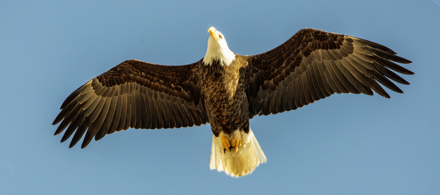 Eagle flying overhead.