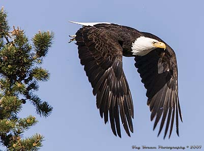 Eagle flying off a tree.