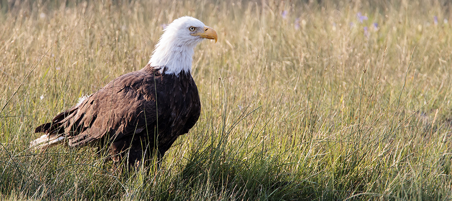 Eagle stand on the grass.