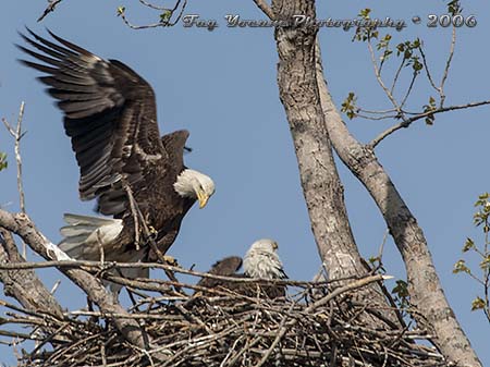 Bald Eagle landing on the nest.