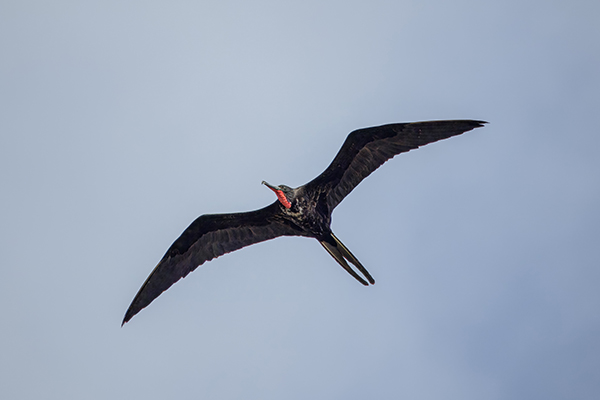 A Magnificent Frigatebird.
