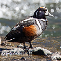 Harlequin Duck