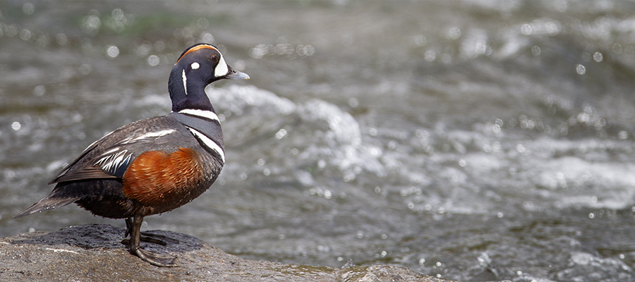 Harlequin drake on rock