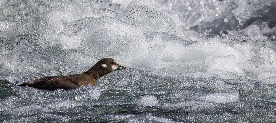 Female Harlequin duck swimming in the LeHardy's Rapids.