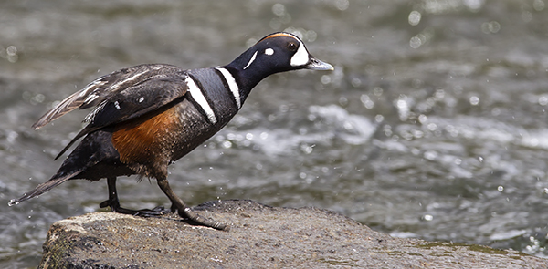 Harlequin Duck